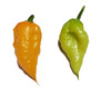 Fantomas Multicolor Chilli Plant Image by CHILLIESontheWEB