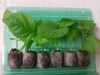 10 Pack of Superhot Chilli Seedling Plants
