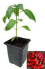 Cyklon Chilli Plant Image by CHILLIESontheWEB