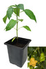 Aji Fantasy Orange 9cm Chilli Plant Image by CHILLIESontheWEB