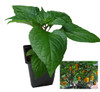Fatalii Yellow Chilli Plant Image by CHILLIESontheWEB