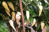 Naga Cream Chilli Plant Image by CHILLIESontheWEB