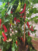 Aji Minas Gerais Chilli Plant Image by CHILLIESontheWEB