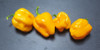 Habanero West Indian Yellow Mature Chilli Pods Image by CHILLIESontheWEB