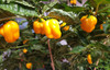 Habanero West Indian Yellow Mature Chilli Plant Image by CHILLIESontheWEB
