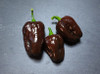 Devils Brain Chocolate Chilli Seeds Image by CHILLIESontheWEB