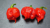 Dragons Breath Chilli Seeds Image by CHILLIESontheWEB