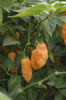 Orange Pepperoncini Chilli Seeds Image by CHILLIESontheWEB