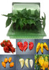 6 Pack of Superhot Chilli Seedling Plants Pack A Image by CHILLIESontheWEB