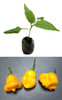 Aji Orange Fantasy Chilli Plant Image by CHILLIESontheWEB