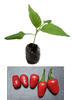 Jalapeno Mini Chilli Seedling Plant Image by CHILLIESontheWEB