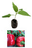 Asti Red Sweet Pepper Seedling Plant Image by CHILLIESontheWEB