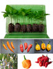 6 Pack of Aji Tall Chilli Plants 1 Image by CHILLIESontheWEB
