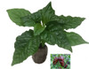 Naga Chocolate Seedling Plant Image by CHILLIESontheWEB