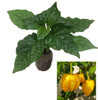 Habanero West Indian Yellow Chilli Seedling Plant Image by CHILLIESontheWEB