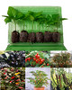 6 Pack of Windowsill Chilli Seedling Plants Image by CHILLIESontheWEB
