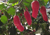 Aji Crujiente Chilli Plant Image by CHILLIESontheWEB