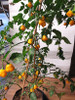 Aji Fantasy Orange Chilli Plant Image by CHILLIESontheWEB