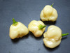 Aji Fantasy Sparkly White Chilli Pod Image by CHILLIESontheWEB