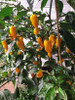 Bhutlah Yellow Chilli Plant Image by CHILLIESontheWEB
