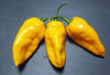Bhutlah Yellow Chilli Pods Image by CHILLIESontheWEB