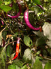 Buena Mulata Chilli Plant Image by CHILLIESontheWEB