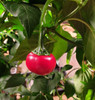 Cascabel Chilli Plant Image by CHILLIESontheWEB