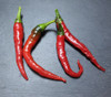 Cayenne Mild Turkish 100 Chilli Seeds Wholesale