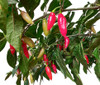 Clavo Red Mature Chilli Plant Image by CHILLIESontheWEB