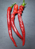 Hangijao 7 Chinese Chilli Mature Pods Image by CHILLIESontheWEB