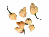 Pockmark Peach Chilli Seeds Image by CHILLIESontheWEB