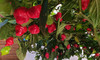 Scarlet Lantern Chilli Mature Plant Image by CHILLIESontheWEB