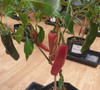 New Mexico Red Chilli Plant Image by CHILLIESontheWEB