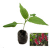 Aji Crujiente Chilli Plant Image by CHILLIESontheWEB