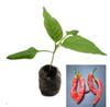 Aji Minas Gerais Chilli Plant Image by CHILLIESontheWEB