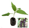 Black Knight Chilli Plant Image by CHILLIESontheWEB