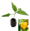 Asti Yellow Sweet Pepper Seedling Plant Image by CHILLIESontheWEB