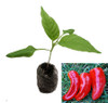 Marconi Red Sweet Pepper Seedling Plant Image by CHILLIESontheWEB