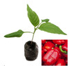 Robertina Sweet Pepper Seedling Plant Image by CHILLIESontheWEB