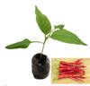 Reggae Cayenne Chilli Plant image by CHILLIESontheWEB