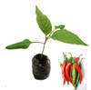 Sizzler Cayenne Chilli Plant image by CHILLIESontheWEB