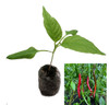 Vindaloo Cayenne  Chilli Plant image by CHILLIESontheWEB