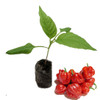 Sunrise Scorpion Chilli Seedling Plant Image by CHILLIESontheWEB