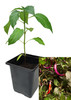 Buena Mulata 9cm Chilli Plant Image by CHILLIESontheWEB