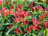 Sigaretto Chilli Image, Chillies on the Web