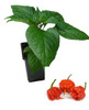 Moruga Scorpion Burgundy 9cm Chilli Plant Image by CHILLIESontheWEB