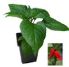 Jays Ghost Scorpion Red 9cm Chilli Plant Image by CHILLIESontheWEB