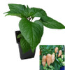 Fatalii Peach 9cm Chilli Plant Image by CHILLIESontheWEB