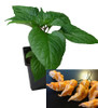 Naga Peach 9cm Chilli Plant Image by CHILLIESontheWEB