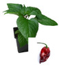 Nazgulls Breakfast 9cm Chilli Plant Image by CHILLIESontheWEB